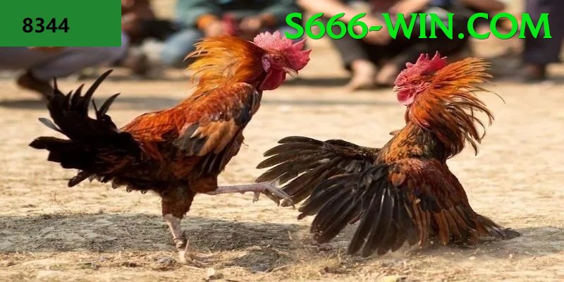 Đá Gà Trực Tiếp - s666